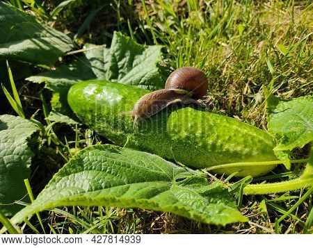 A Snail With Its Huge Spiral House Is Crawling Over A Green Cucumber. Close-up Photo Of The Garden.
