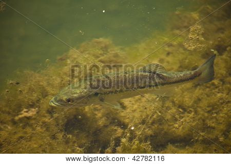 Black Bass