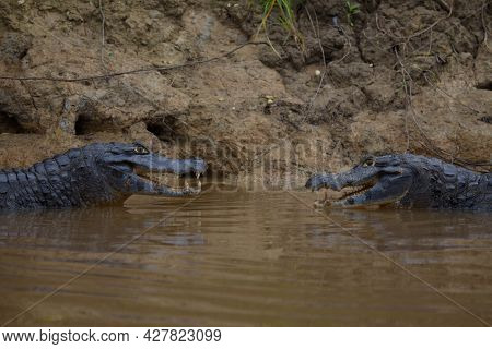 Closeup Of Two Black Caiman (melanosuchus Niger) Fighting In Water With Jaws Open Showing Teeth Pamp