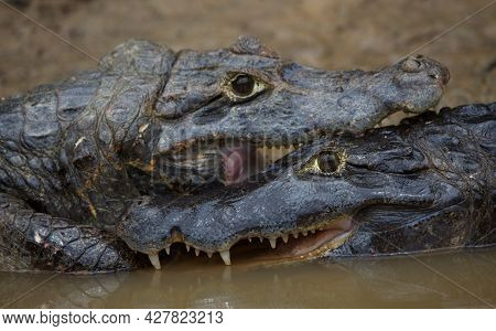 Closeup Portrait Of Two Black Caiman (melanosuchus Niger) Fighting In Water With Jaws Locked Open Sh