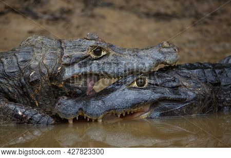 Extreme Closeup Of Two Black Caiman (melanosuchus Niger) Fighting In Water With Jaws Locked Open Sho