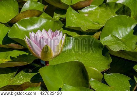 Nenuphar Images Illustrations Vectors Free Bigstock