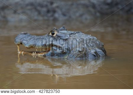 Closeup Portrait Of Black Caiman (melanosuchus Niger) Head And Eye Above Water With Jaw Open And Tee