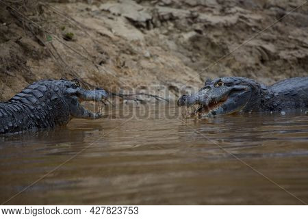 Closeup Side On Portrait Of Two Black Caiman (melanosuchus Niger) Fighting In Water With Jaws Open S