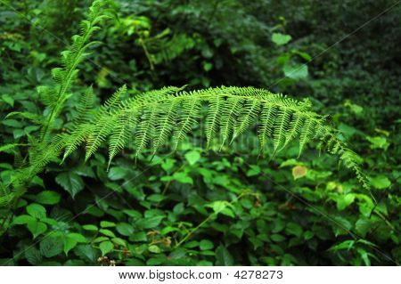 Fern