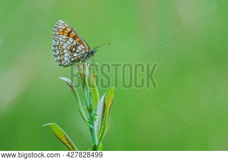 Little Colorful Butterfly On Green Grass. The Background Is Green With Nice Bokeh.