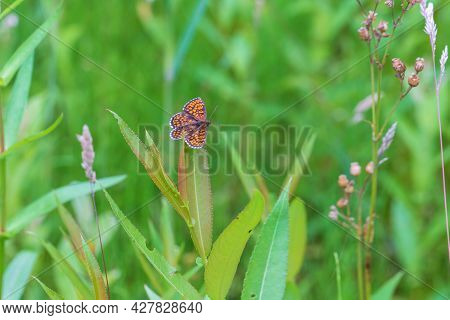Little Colorful Butterfly On Green Grass. The Background Is Green With Nice Bokeh.
