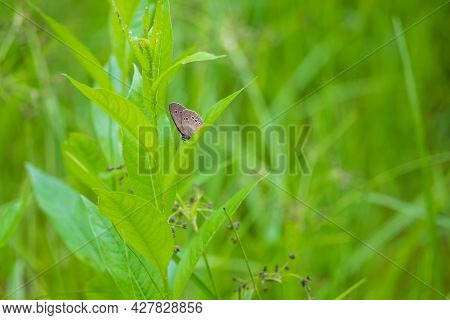 Little Colorful Butterfly On Green Grass. The Background Is Green With Nice Bokeh.