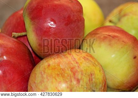 Harvested Fresh Unwashed Fruits, Red Apples In A Cup