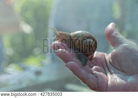 A Large Snail Helix Aspersa Maxima In The Hand Of A Farmer On A Snail Farm. Breeding Edible Snails. 