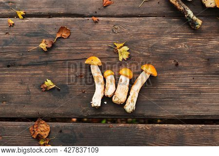 Forest Edible Mushroom Close Up. Freshly Picked Boletus On Wooden Background.xerocomus Subtomentosus
