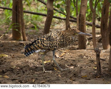 Closeup Portrait Of Colorful Tiger Heron (tigrisoma Mexicanum) Walking And Hunting For Prey Pampas D