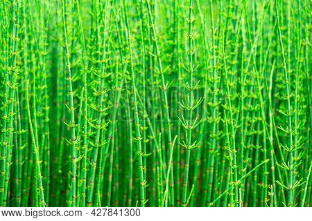 Thickets Of Horsetails, Green Natural Partially Blurred Background