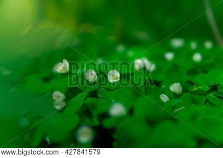 Tiny White Flower Of Wood Sorrel In The Forest Undergrowth On A Gentle Blurred Background