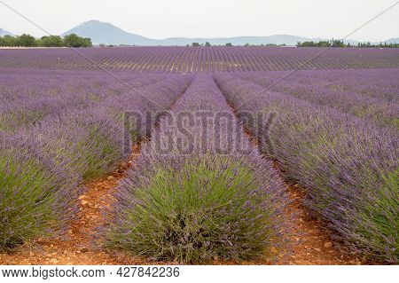 Touristic Destination In South Of France, Colorful Lavender And Lavandin Fields In Blossom In July O