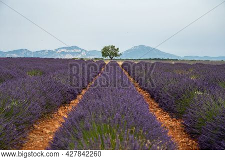 Touristic Destination In South Of France, Colorful Lavender And Lavandin Fields In Blossom In July O