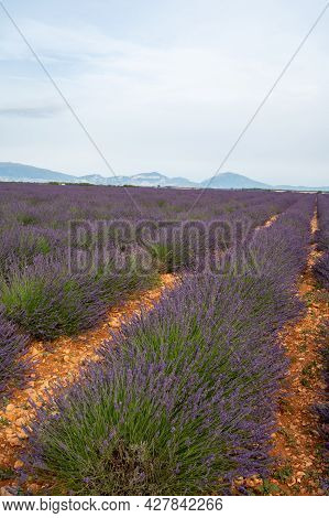 Touristic Destination In South Of France, Colorful Lavender And Lavandin Fields In Blossom In July O