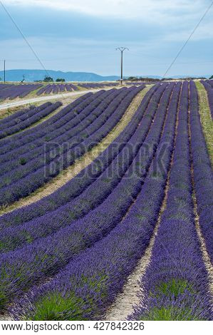 Touristic Destination In South Of France, Colorful Lavender And Lavandin Fields In Blossom In July O