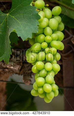 Bunch Of Green Unripe Table Grapes Hanging On Grape Plant In Vineyard