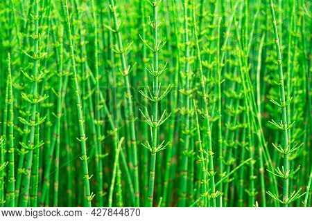 Thickets Of Horsetails, Green Natural Partially Blurred Background