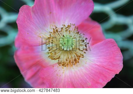 Closeup Of A Pink Poppy Against A White Latice Fence