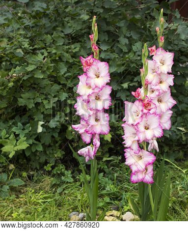 Gladiolus Blooming In Spring. Close Up Of Pink Gladiolus In The Sunshine. Gladiolus Flowers Blooming