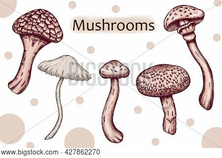 Wild Beige Mushrooms Art, Armillaria Ostoyae, Honey Mushroom Sketch, Vintage Style Forest Mushrooms 