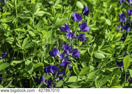 Baptisia Australis, Commonly Known As Blue Wild Indigo In The Garden
