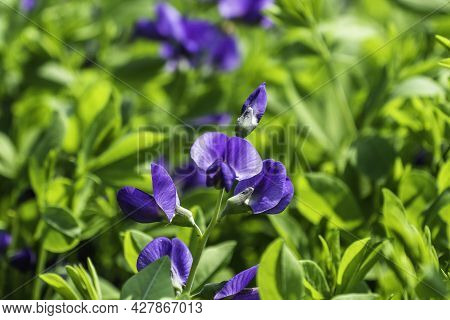 Baptisia Australis, Commonly Known As Blue Wild Indigo In The Garden