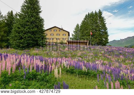 Flower Garden In Front Of A House At Valbella On The Swiss Alps