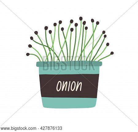 Onion Microgreen Seedlings In Pot. Fresh Micro Greens Growing In Planter. Organic Herb Shoots In Con
