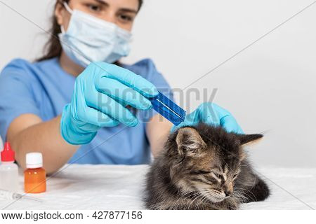 A Veterinarian In Gloves Drips On The Withers Of The Cat Remedy Or Drops From Fleas For The Treatmen