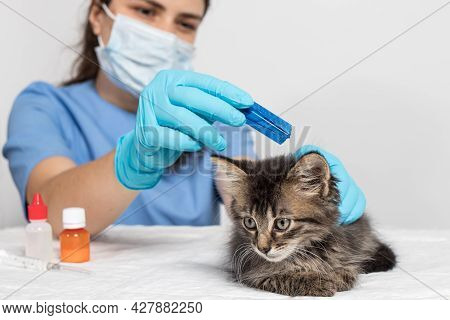 A Veterinarian In Gloves Drips On The Withers Of The Cat Remedy Or Drops From Fleas For The Treatmen