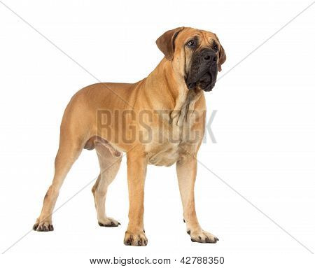 Rzadkie rasy Południowej Afryki Boerboel pozowanie Studio.