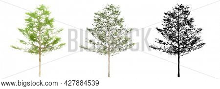 Set or collection of American Sycamore trees, painted, natural and as a black silhouette on white background. Conceptual 3d illustration for nature, ecology and conservation, strength or endurance