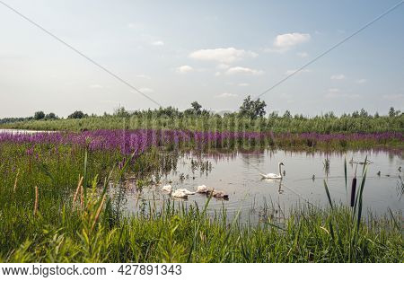 Dutch National Park Biesbosch In Summer Season. Purple Loosestrife And Broadleaf Cattail Are Bloomin