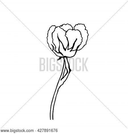 Vector Sketch Of One Cotton Flower On Ehite Background