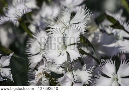 Rose Flower Dianthus Plumarius In The Sunny Summer Garden