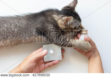 Top View Of Woman Hand Holding Tablet And Woman Hand Holding Tube With Medicine And Kitten On The Wh