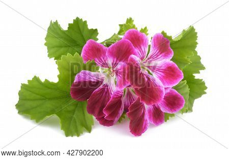 Geranium Flowers Isolated On A White Background