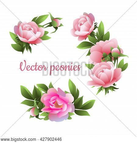 Vector Image Of A Festive Bouquet Of Collected Pink Peonies.