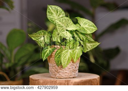 Exotic Houseplant With Botanic Name 'syngonium Podophyllum Arrow' In Basket Pot Indoors On Wooden Co