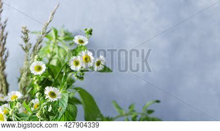 The Concept Of A Plant Summer Background. Field Grass, Daisies, Melisa On A Gray Background With Cop