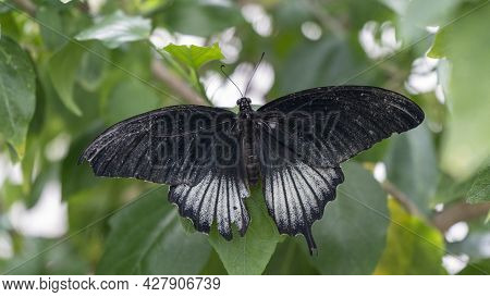 Macro Common Mormon Butterfly (papilio Polytes) Resting On A Flower And Sucking Honey From Flowers W