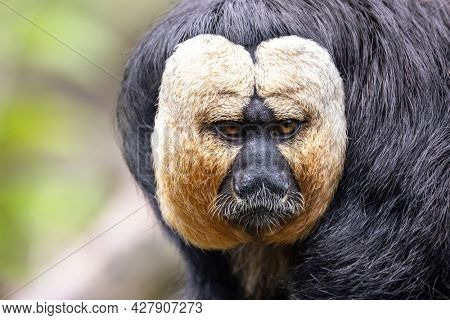 Closeup of a white-faced saki,  pithecia pithecia. This is an adult male and is indigenous to the Amazon rainforest and South America. Foliage background with space for text. SELECTIVE FOCUS ON EYES.
