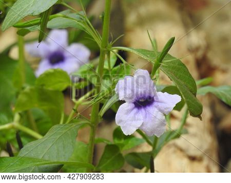 Beautiful Bengal Clockvine Or Morning Purple Flower In A Plant With Leaves Background