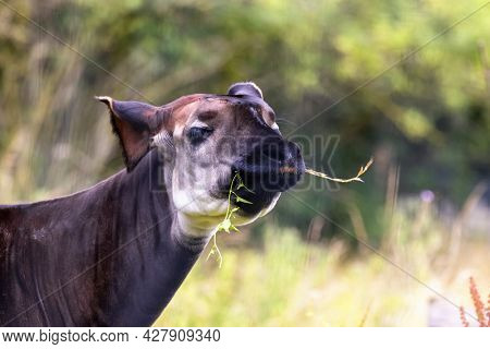 Adult okapi, okapia johnstoni, also known as the forest giraffe, Congolese giraffe, or zebra giraffe, grazing on lush foliage. This species is endangered in the wild. 