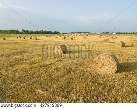 Drone View Of An Agricultural Field Made Of Yellow Round Large Bales After Harvesting, Side View. Ro