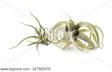 Beautiful Tillandsias On White Background. Exotic Houseplants