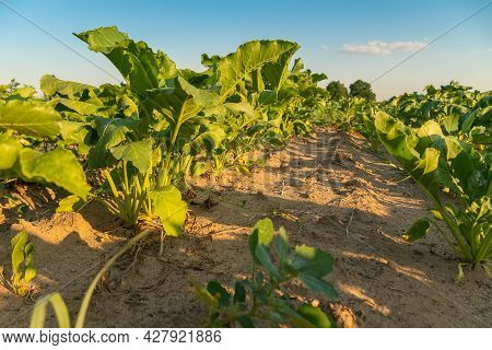 Agricultural Field With Dehydrated Sugar Beet On A Hot Sunny Summer Day. Concept Of Crop Dewatering